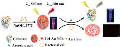 Dual-functional cellulase-mediated gold nanoclusters for ascorbic acid detection and fluorescence bacterial imaging